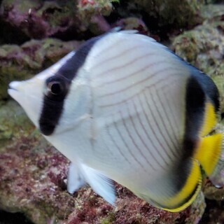 チョウチョウウオ　海水魚・生体・生物　無償・あげます　上尾駅前ま...