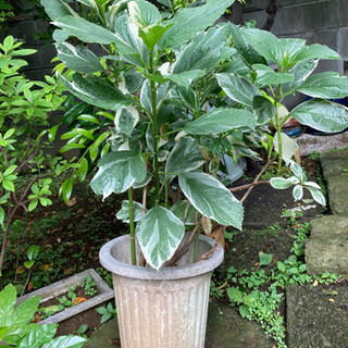 中古ガクアジサイが無料 格安で買える ジモティー