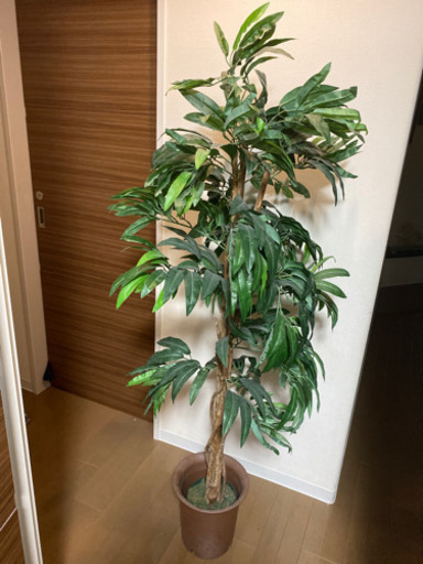 話し中観葉植物ダミー やなま 西線11条のその他の中古あげます 譲ります ジモティーで不用品の処分 話し中観葉植物ダミー やなま 西線11条のその他の中古あげます 譲ります ジモティーで不用品の処分