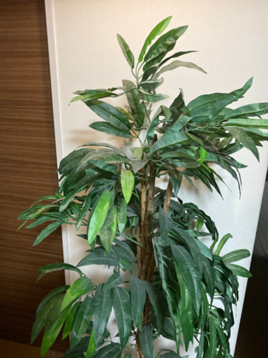 話し中観葉植物ダミー やなま 西線１１条のその他の中古あげます 譲ります ジモティーで不用品の処分