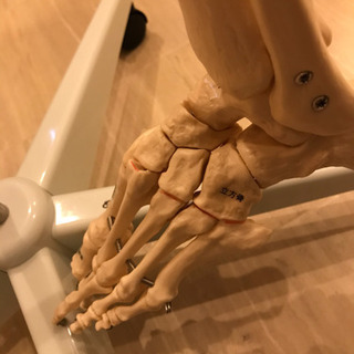 等身大　男性　骨模型