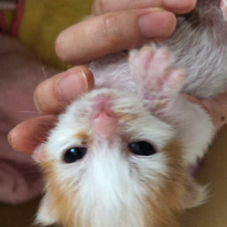 【お話中】生後10日程度　子猫里親募集中