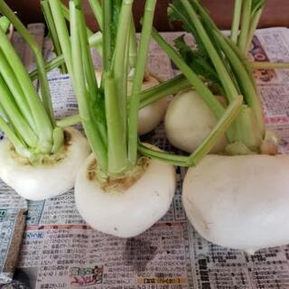 かぶ、えんどう豆　無農薬野菜