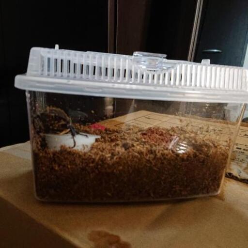 カブトムシ ペア 虫かごセット 広様 本庄の家具の中古あげます 譲ります ジモティーで不用品の処分