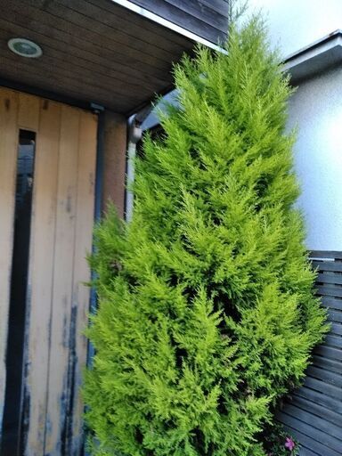 クリスマスツリーのような木差し上げます れいこ 桜新町のその他の中古あげます 譲ります ジモティーで不用品の処分 クリスマスツリーのような木差し上げます れいこ 桜新町のその他の中古あげます 譲ります ジモティーで不用品の処分