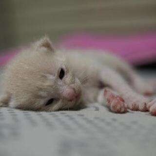 5月9日生まれの子猫里親募集終了しました 沢山のお問い合わせありがとう御座いました ᴗ ˬᴗ ユリア 植木の猫の里親募集 ジモティー