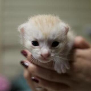 5月9日生まれの子猫里親募集終了しました 沢山のお問い合わせありがとう御座いました ᴗ ˬᴗ ユリア 植木の猫の里親募集 ジモティー