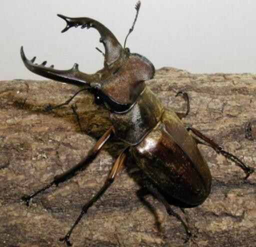 カブトムシ クワガタ 昆虫採集 亮太 別府の教えての助け合い ジモティー