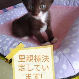 1ヶ月半子猫5兄みーんな里親様決定😺 − 神奈川県