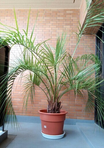 ○南国 ココスヤシ 鉢植え 地植えできます 東海地方適応 | noonanwaste.com