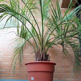 ○南国 ココスヤシ 鉢植え 地植えできます 東海地方適応 【公式通販】