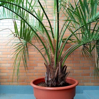 ○南国 ココスヤシ 鉢植え 地植えできます 東海地方適応の通販はau PAY 