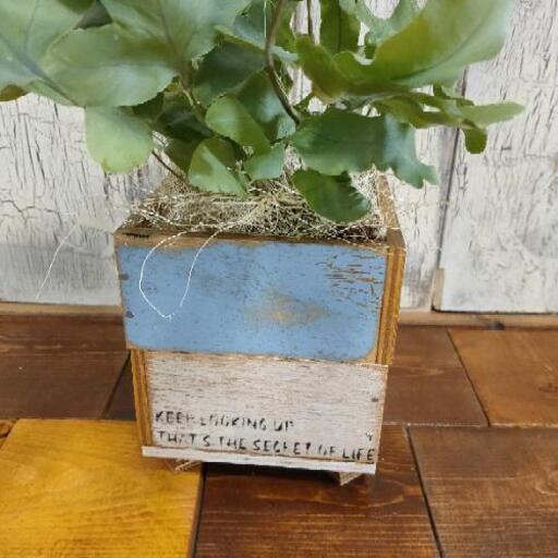 観葉植物 フレボディウムブルースター ゆっぴー 亀有のその他の中古あげます 譲ります ジモティーで不用品の処分