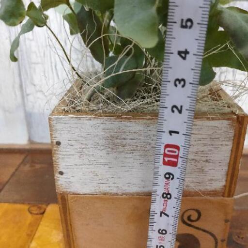 観葉植物 フレボディウムブルースター ゆっぴー 亀有のその他の中古あげます 譲ります ジモティーで不用品の処分