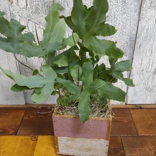 観葉植物 フレボディウムブルースター ゆっぴー 亀有のその他の中古あげます 譲ります ジモティーで不用品の処分