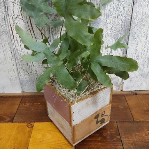 観葉植物 フレボディウムブルースター ゆっぴー 亀有のその他の中古あげます 譲ります ジモティーで不用品の処分