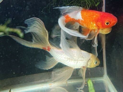 高級品種 ショウナイキンギョ 庄内金魚 アクアリウム ジモティーアクア 宮之阪のその他の中古あげます 譲ります ジモティーで不用品の処分 高級品種 ショウナイキンギョ 庄内金魚 アクアリウム ジモティーアクア 宮之阪のその他の中古あげます 譲ります ジモティーで不用品の処分