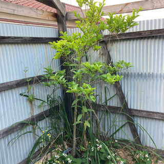 鉢植え　観葉植物？　名前不明