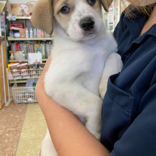 トライアル開始❣️子犬のリユウ君