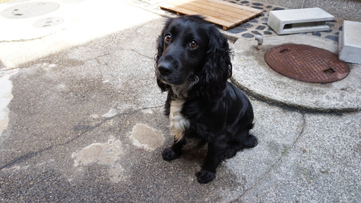イングリシュコッカースパニエル オス 血統書付 1歳10ケ月 人懐っこい ノリチン 太地の犬の里親募集 ジモティー
