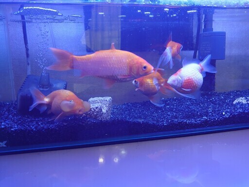 金魚5匹と飼育道具を貰ってください Ks 西荻窪のその他の中古あげます 譲ります ジモティーで不用品の処分