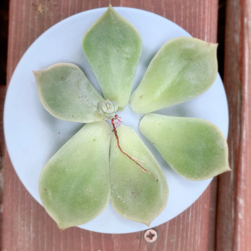 期間限定sale 多肉植物 白牡丹 葉挿し 赤ちゃん 植物 みんみん 三ツ境の生活雑貨の中古あげます 譲ります ジモティーで不用品の処分