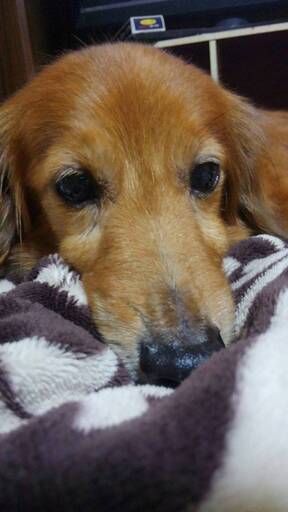 ミニチュアダックスフンド 14歳大切にしてくださる里親さん募集 すみれ 串木野のその他の里親募集 ジモティー