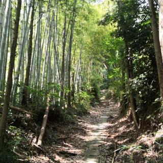 ゆる〜い！竹林の管理ボランティア募集 