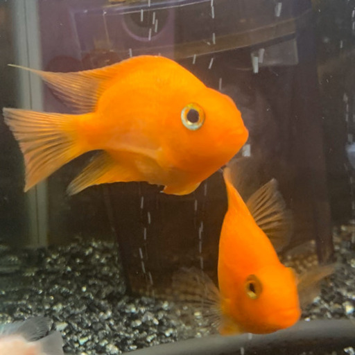 再募集熱帯魚カラーパロットファイヤーシクリッド等 華 小倉のその他の中古あげます 譲ります ジモティーで不用品の処分