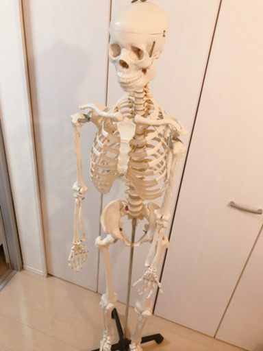 大特価セール 骨格標本人体模型等身大 カドーデ 武蔵小金井のその他の中古あげます 譲ります ジモティーで不用品の処分