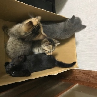 ４匹の兄妹猫の画像