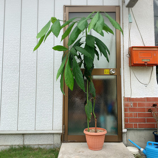 【130cm】アボカドの木 【大きい観葉植物】