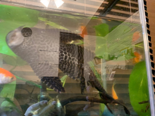 決まりました！〉GEX 水槽90㎝/ろ過装置/エアー/29㎝プレコフルセット