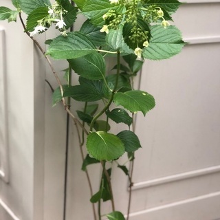 中古ガクアジサイが無料 格安で買える ジモティー