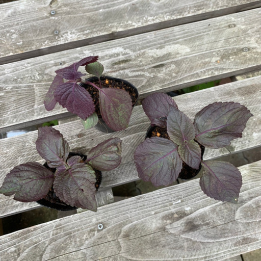 シソ 赤紫蘇 植物苗 みんみん 三ツ境の生活雑貨の中古あげます 譲ります ジモティーで不用品の処分