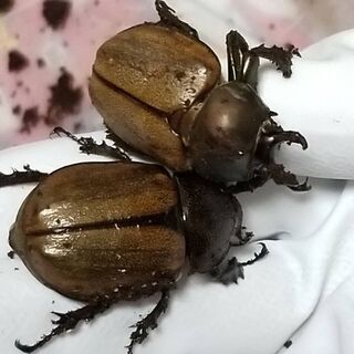 マルガリータヒナカブト幼虫ペア