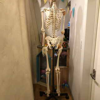 人体模型　人体骨格模型　キャスター付き骨格模型