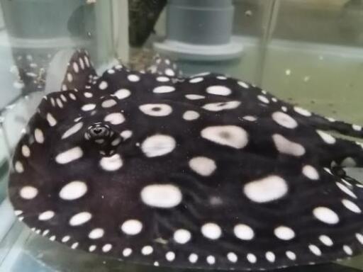 引き取り 4匹 ダイヤモンドポルカ