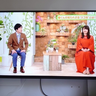 ジョワイユ JOY-49TVSUMO1-W [49インチ]　液晶テレビ