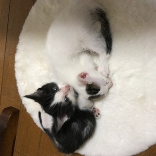 4月下旬に生まれた子猫5匹です。　 - 猫