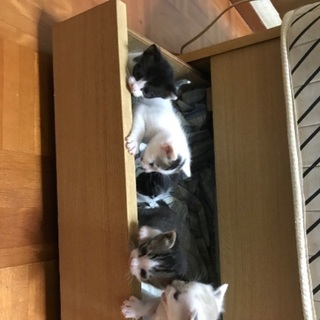 4月下旬に生まれた子猫5匹です。　の画像