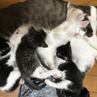 4月下旬に生まれた子猫5匹です。　 - 里親募集