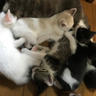 4月下旬に生まれた子猫5匹です。　 − 広島県