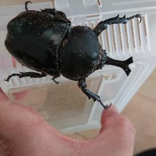 昆虫祭り クワガタ カブトムシ色々 Dmam てだこ浦西の子供用品の中古あげます 譲ります ジモティーで不用品の処分