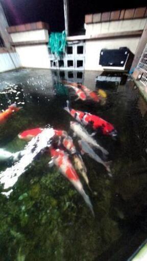 錦鯉販売 自宅池施工 浄化槽工事 ラヴァンス 箸尾のその他の無料広告 無料掲載の掲示板 ジモティー