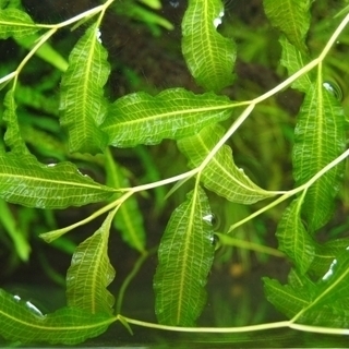 アクアリウム水草 アナカリス 金魚藻 コカナダモ ガシャモク 水生植物ビオトープ べっちー 坂戸のその他の中古あげます 譲ります ジモティーで不用品の処分