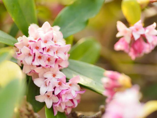 7月8月のみ 沈丁花 ウスイロジンチョウゲ 挿し木 倉敷の生活雑貨の中古あげます 譲ります ジモティーで不用品の処分 7月8月のみ 沈丁花 ウスイロジンチョウゲ 挿し木 倉敷の生活雑貨の中古あげます 譲ります ジモティーで不用品の処分