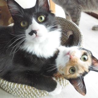 埼玉県の猫の里親募集 ジモティー