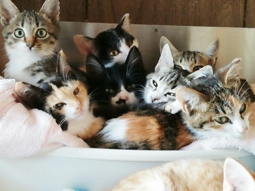 里親さま決定 動画あり 俺様 時々ジェントルマンタッキー １歳前後 むびらき 熊谷の猫の里親募集 ジモティー