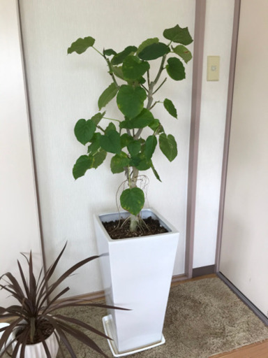 観葉植物　ウンベラータ　ゴムの木　陶器鉢